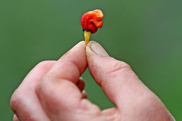 Napas Naga, Cabai Terpedas di Dunia, Sensasinya Bisa Membunuh Kita